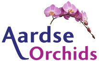 Aardse Orchids
